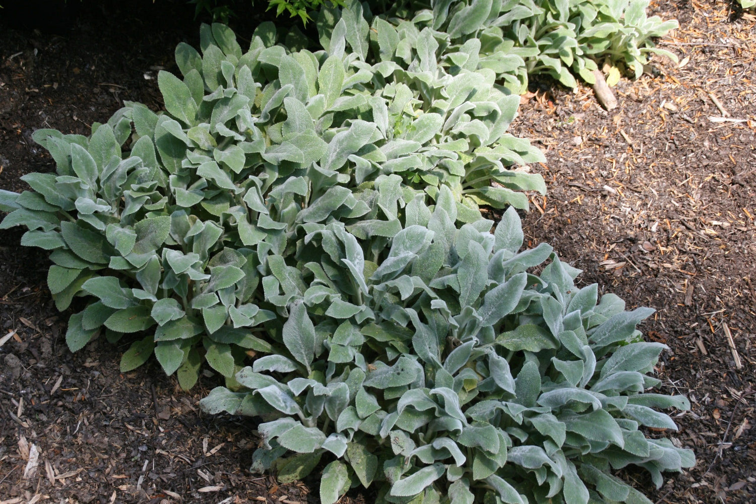 Stachys Helene von Stein Lambs Ear Seeds