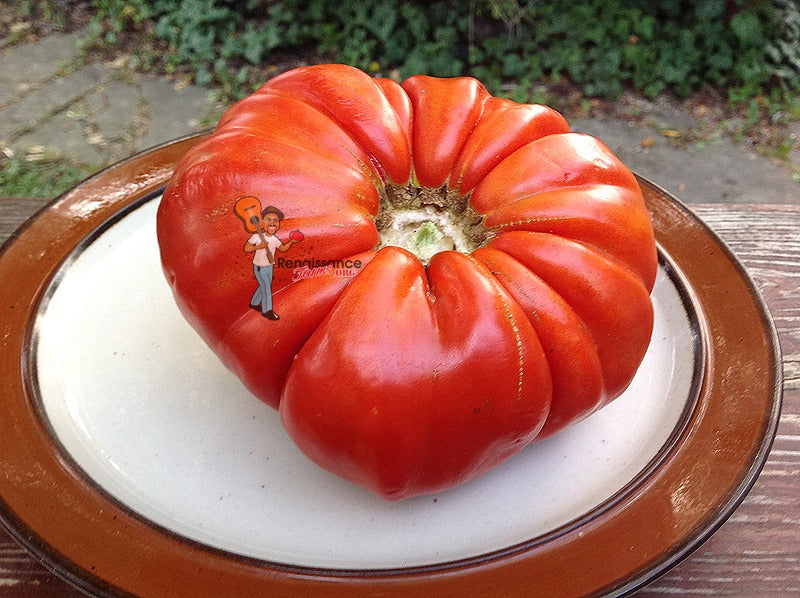 Tomato Solanum Lycopersicum Giant Monster Vegetable Seeds for Planting – Large Fruit Variety for Backyard Garden and Slicing