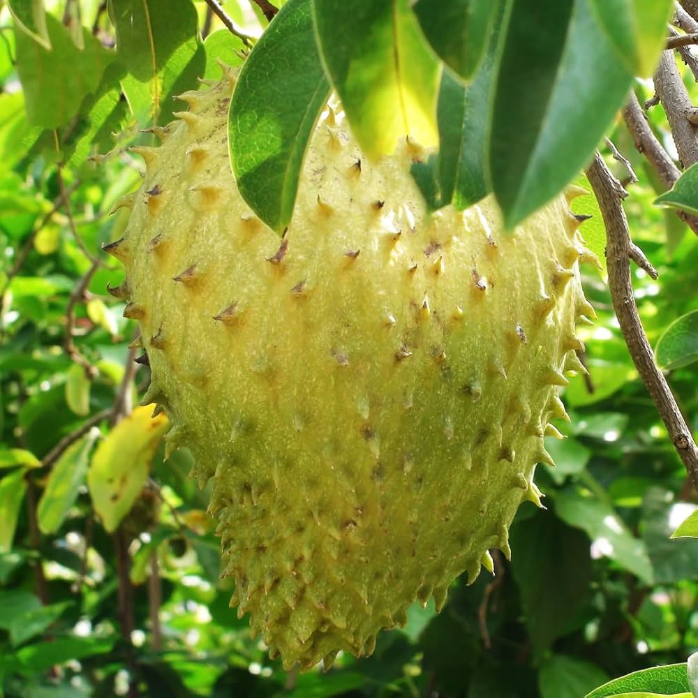 Giant Soursop seeds packet Non-GMO for tropical garden