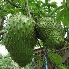 Large Giant Soursop fruit (Graviola) hanging on the Annona muricata branch