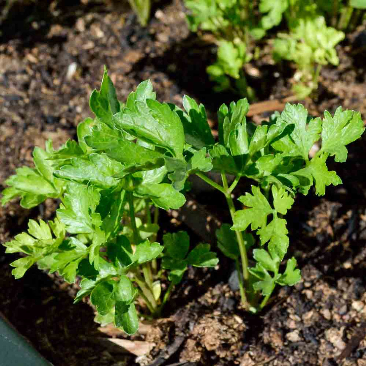 Giant of Italy Parsley Seed