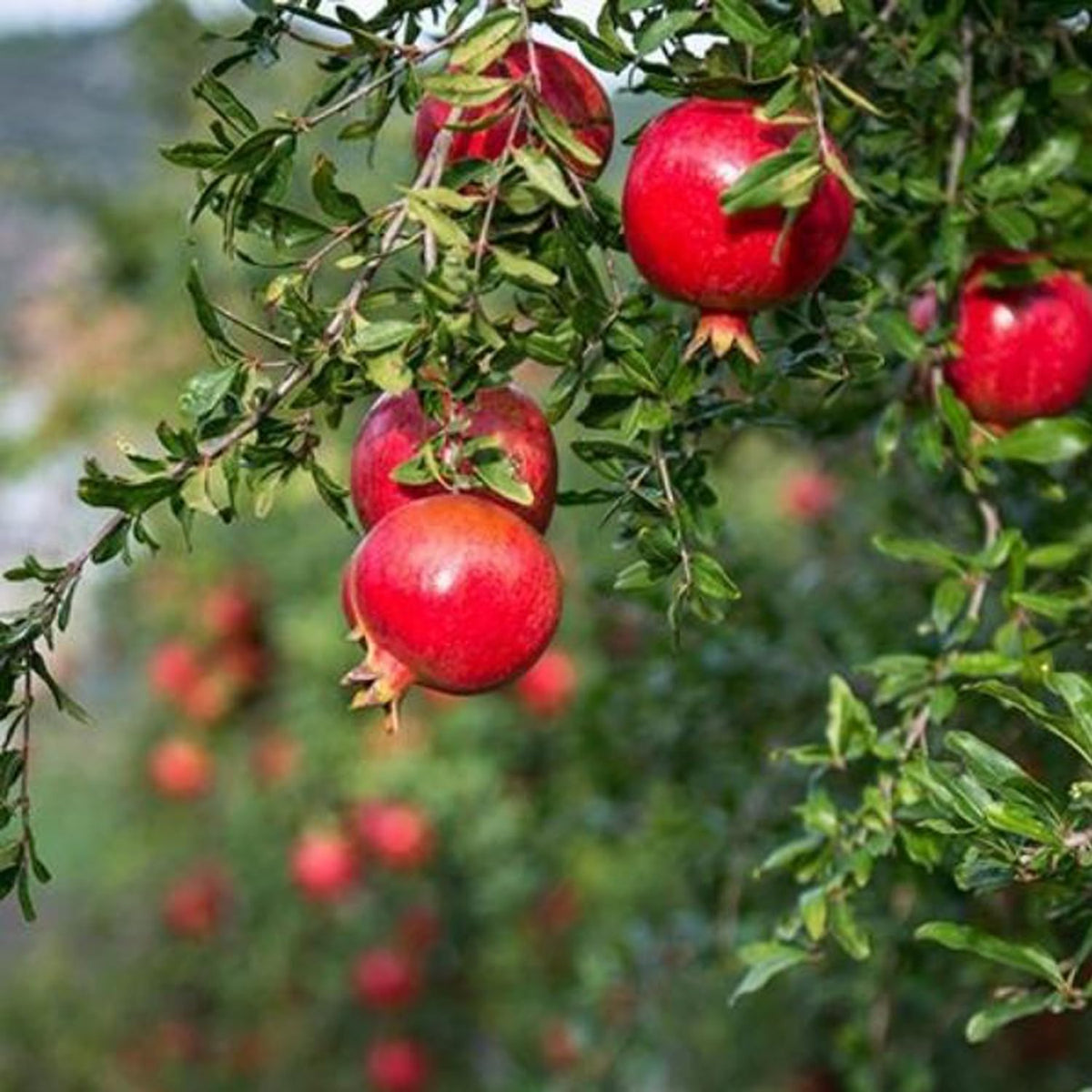 An exceptionally large, ripe Pomegranate fruit hanging on a branch of the tree