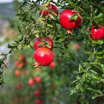 An exceptionally large, ripe Pomegranate fruit hanging on a branch of the tree