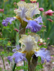 Gilt-Edged Bond Tall Bearded Iris