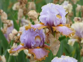 Gilt By Association Tall Bearded Iris