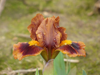 Gingerbread Trim Dwarf Iris