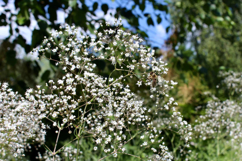 Baby’s Breath Sky Star Gypsophila Paniculata Flower Seeds for Planting in bonsai garden or pots