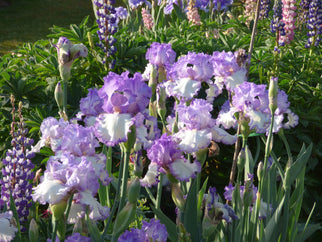 Girly Girl Tall Bearded Iris