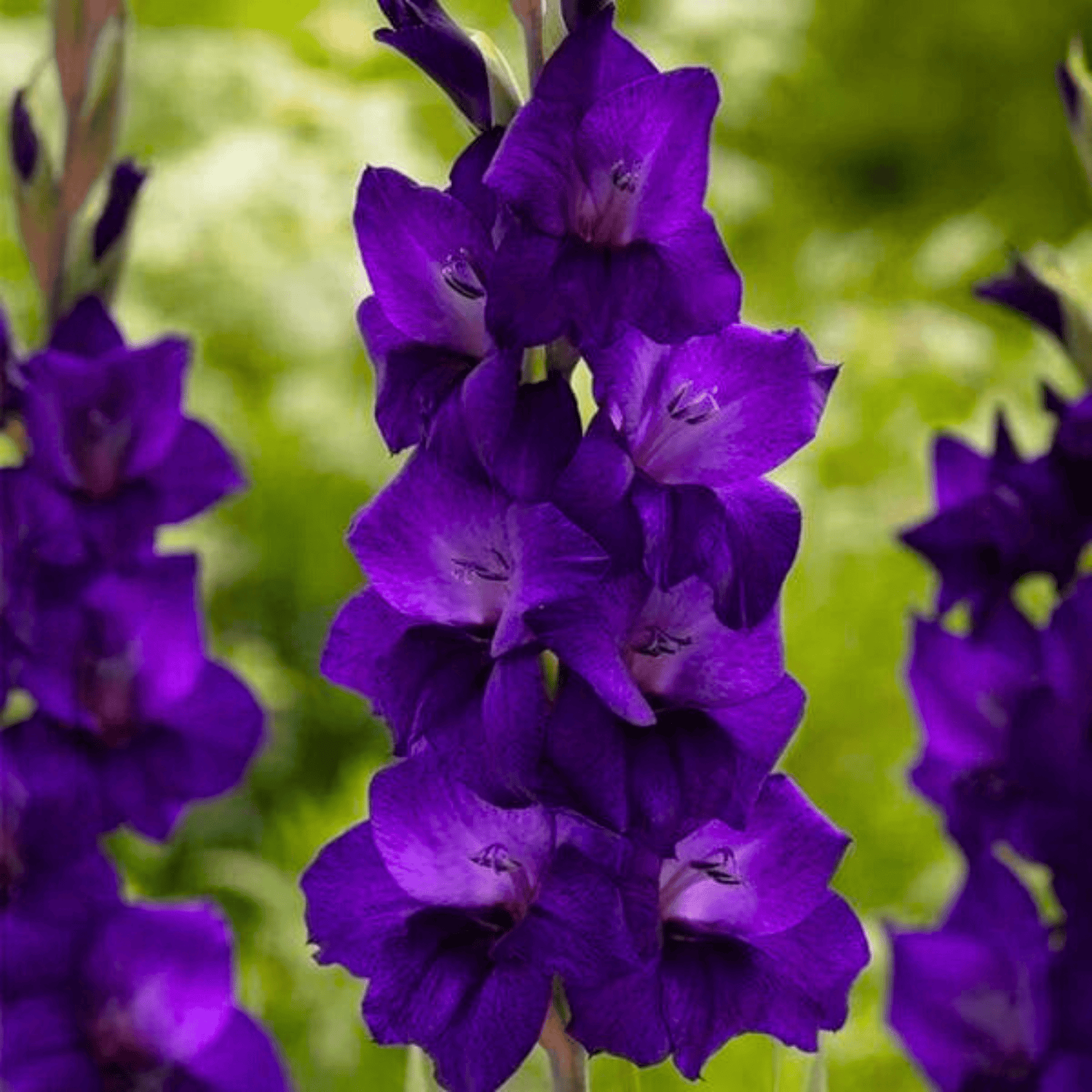 Red Gladiolus Flowers Seed