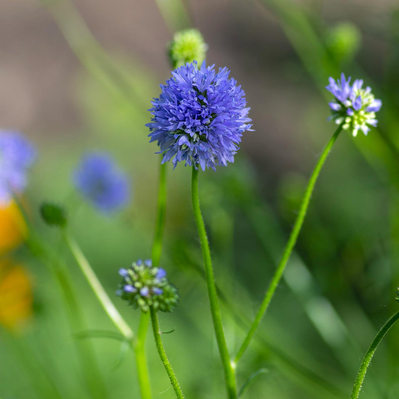 Blue Thimble Flower - Gilia Seeds