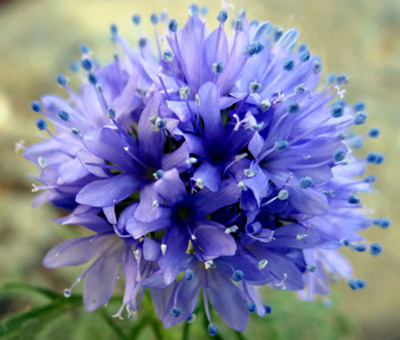 Blue Thimble Flower - Gilia Seeds