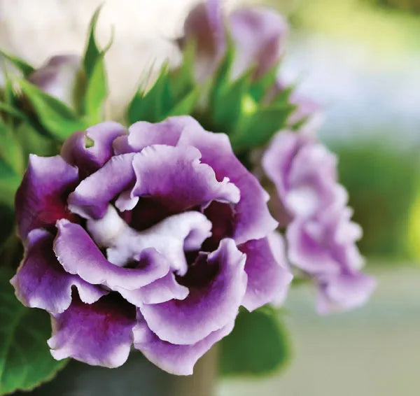 Gloxinia Giant Hybrid (Sinningia) flower seeds – velvety annual blooms