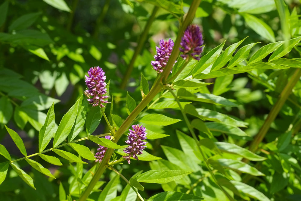 Licorice Seeds