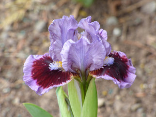 Going In Circles Dwarf Iris