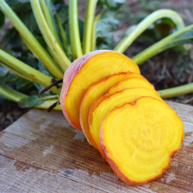 Beet Beta Vulgaris Golden Globe Goldie Vegetable Seeds for Planting – Heirloom Variety for Kitchen Garden and Root Harvest