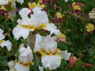 Goldkist Tall Bearded Iris