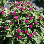Gomphrena Globosa Annual Herb Flower heirloom non-gmo organic garden seeds