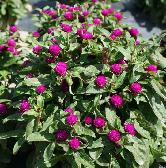 Gomphrena Globosa Annual Herb Flower heirloom non-gmo organic garden seeds