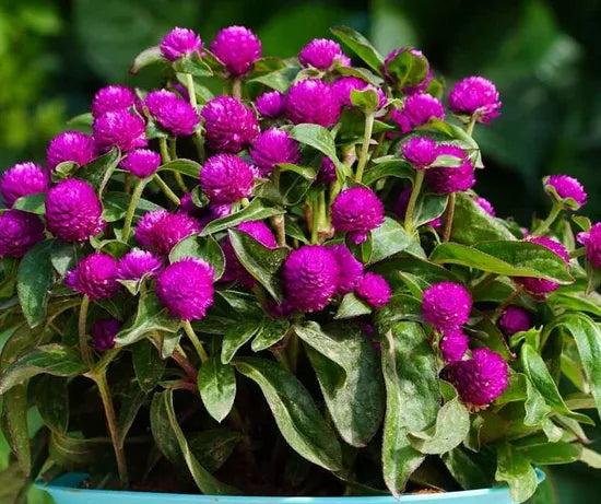 Gomphrena Globosa Annual Herb Flower – Heirloom, Non-GMO, High Germination Organic Garden Seeds