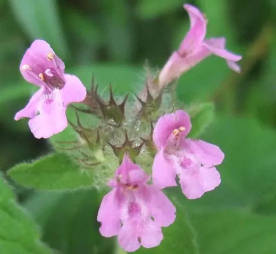 Good Anther Edible Dual Purpose For Sowing heirloom non-gmo organic garden seeds