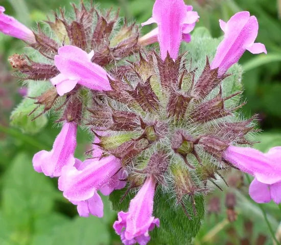 Good Anther Edible Dual Purpose For Sowing – Heirloom, Non-GMO, High Germination Organic Garden Seeds