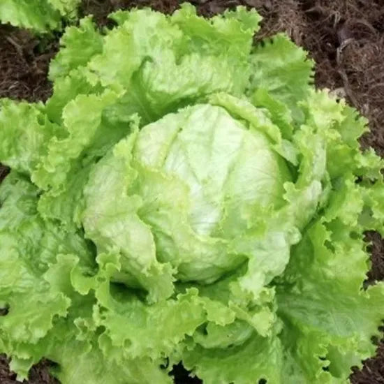 Good Disease Resistance Premium Quality Lettuce – Heirloom, Non-GMO, High Germination Organic Garden Seeds