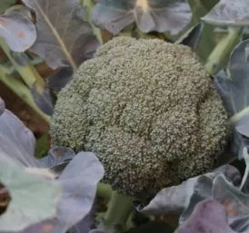 Good Disease Resistance Broccoli For Sowing – Heirloom, Non-GMO, High Germination Organic Garden Seeds