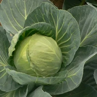 Good Field Holding, Early Maturity, Heat Resistance. Bulb Crack Resistance Hybrid – Heirloom, Non-GMO, High Germination Organic Garden Seeds