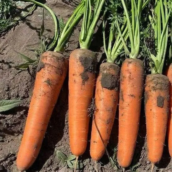 Good Heat And Cold Resistance, Market Sales Nantes Carrot heirloom non-gmo organic garden seeds