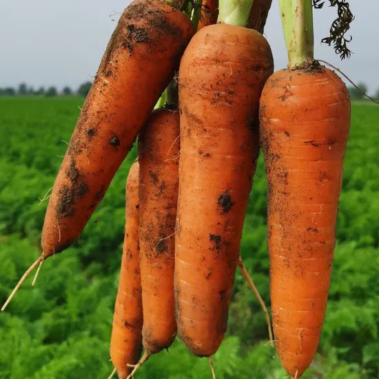 Good Heat And Cold Resistance, Market Sales Nantes Carrot – Heirloom, Non-GMO, High Germination Organic Garden Seeds