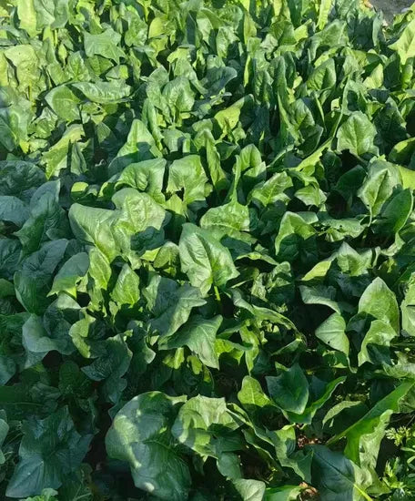 Good Quality Cold Resistance Spinach heirloom non-gmo organic garden seeds