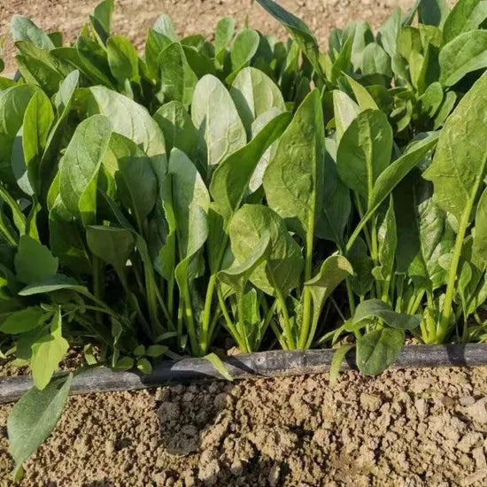 Good Quality Cold Resistance Spinach – Heirloom, Non-GMO, High Germination Organic Garden Seeds
