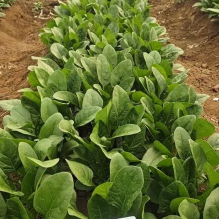 Good Quality Cold Tolerant Spinach – Heirloom, Non-GMO, High Germination Organic Garden Seeds