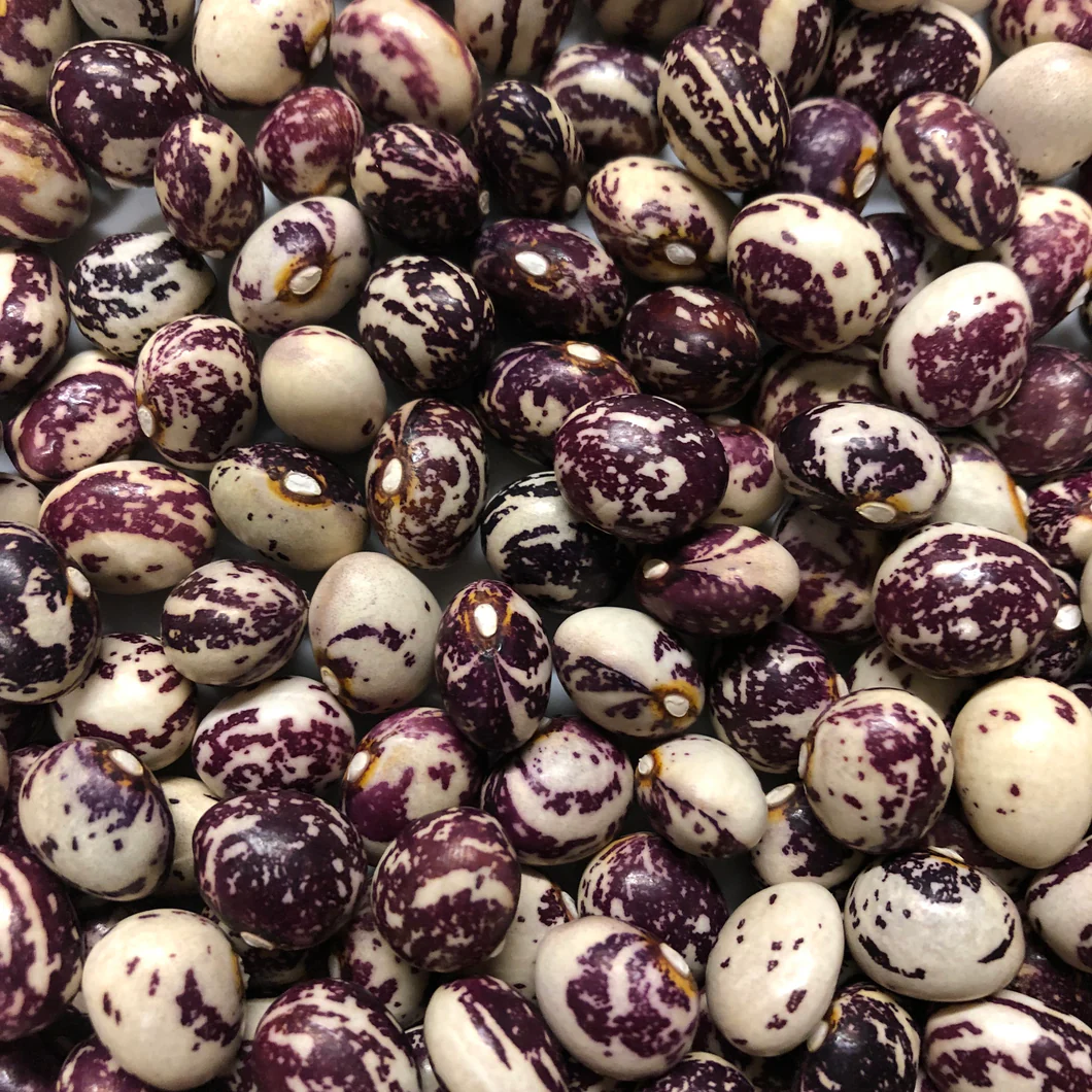 Purple White Stallard Seeds for Planting heirloom & Non-GMO Seeds