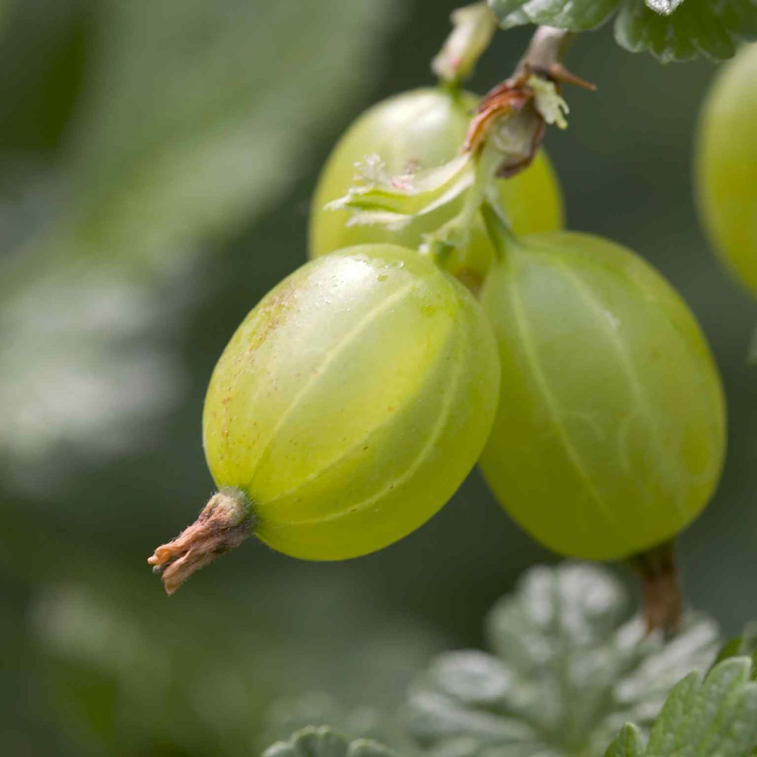 Gooseberry (Ribes uva-crispa)