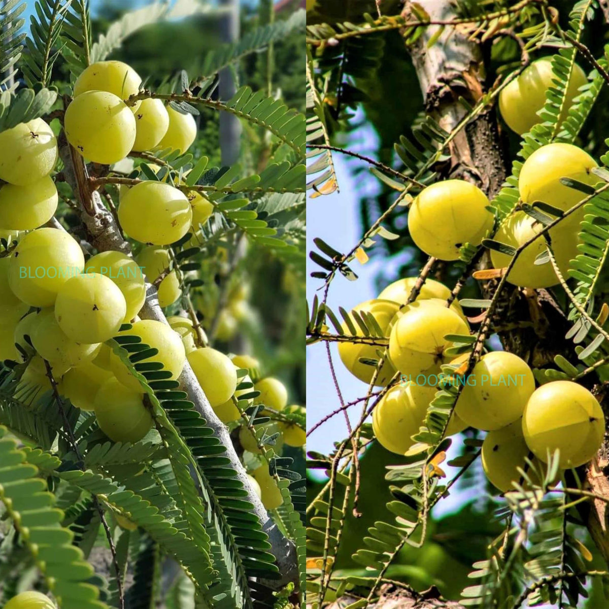 Gooseberry fruit cut open showing the pulp and seeds