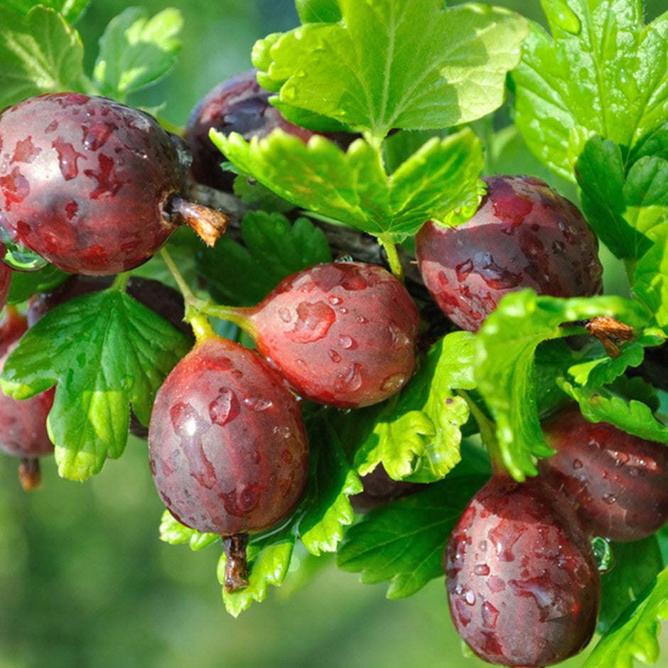 Cluster of ripe Gooseberry fruit on the branch of the bush