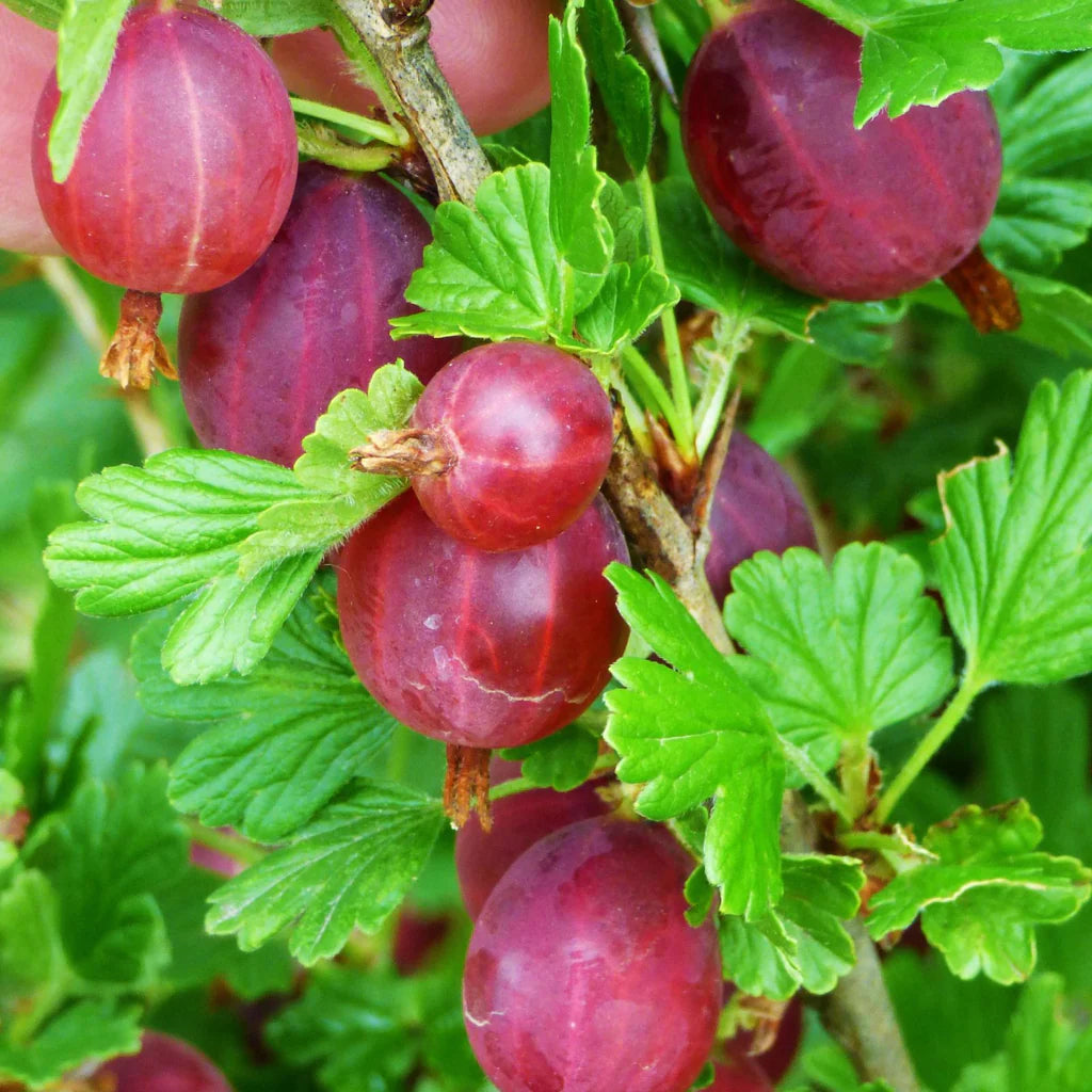 Gooseberry Ribes seeds packet Non-GMO for planting in garden