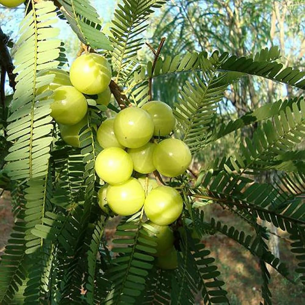Small Gooseberry seedlings growing in a container fruit seeds