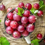 Small Gooseberry seedlings growing in a seed tray after cold stratification
