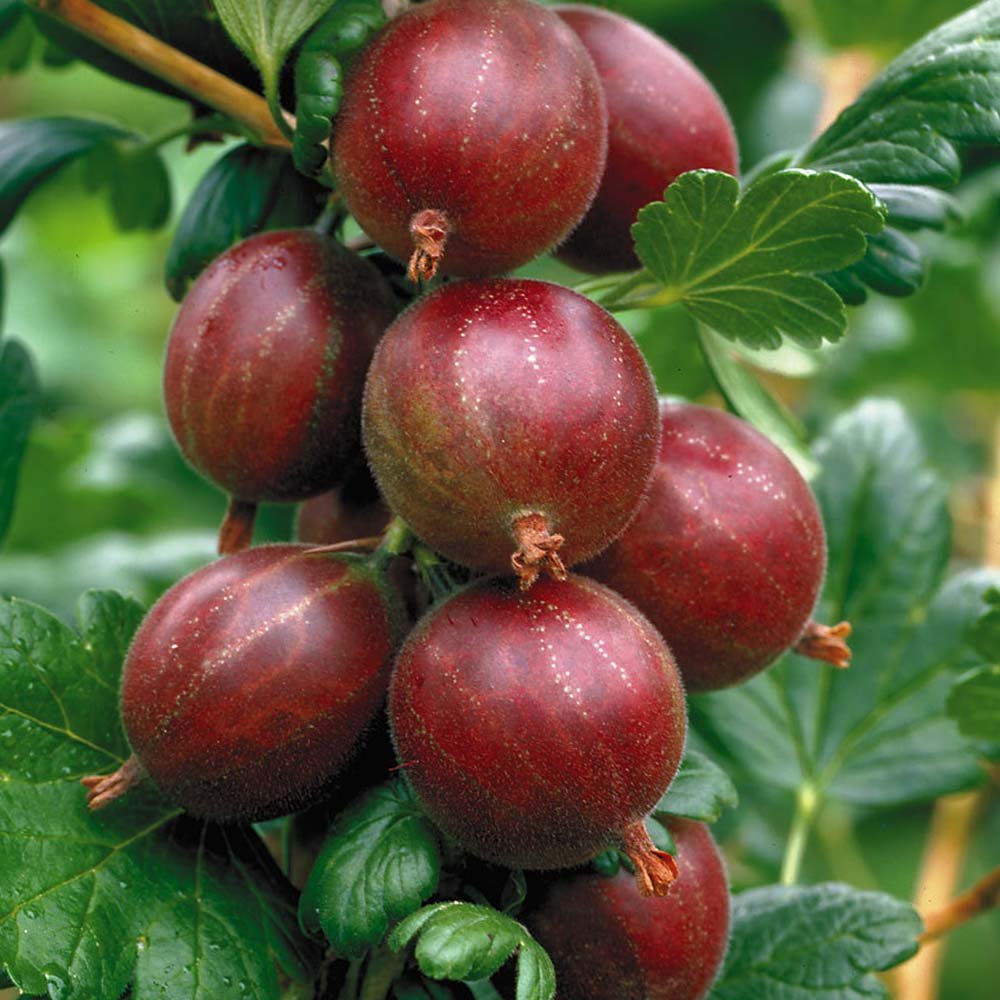 Close-up of Gooseberry fruit seeds mixed with peat moss for cold stratification