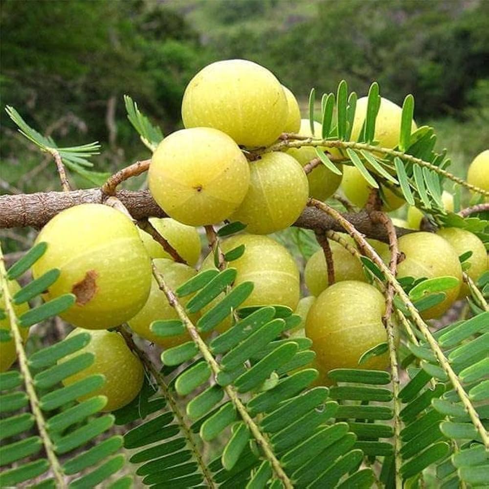 Gooseberry perennial tree with feathery foliage in a sunny garden