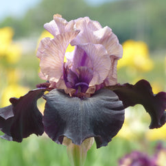 Gotham Tall Bearded Iris