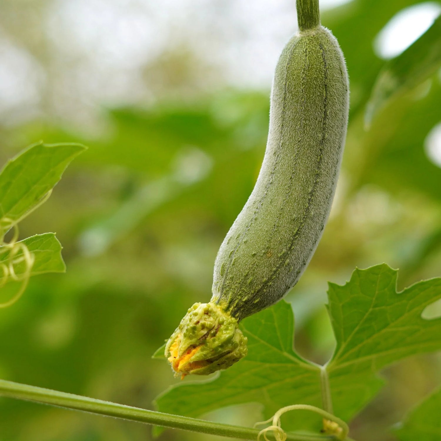 Luffa Gourd Seeds | Natural Sponge Luffa Vine Gourds – Heirloom, Non-GMO, High Germination Organic Garden Seeds