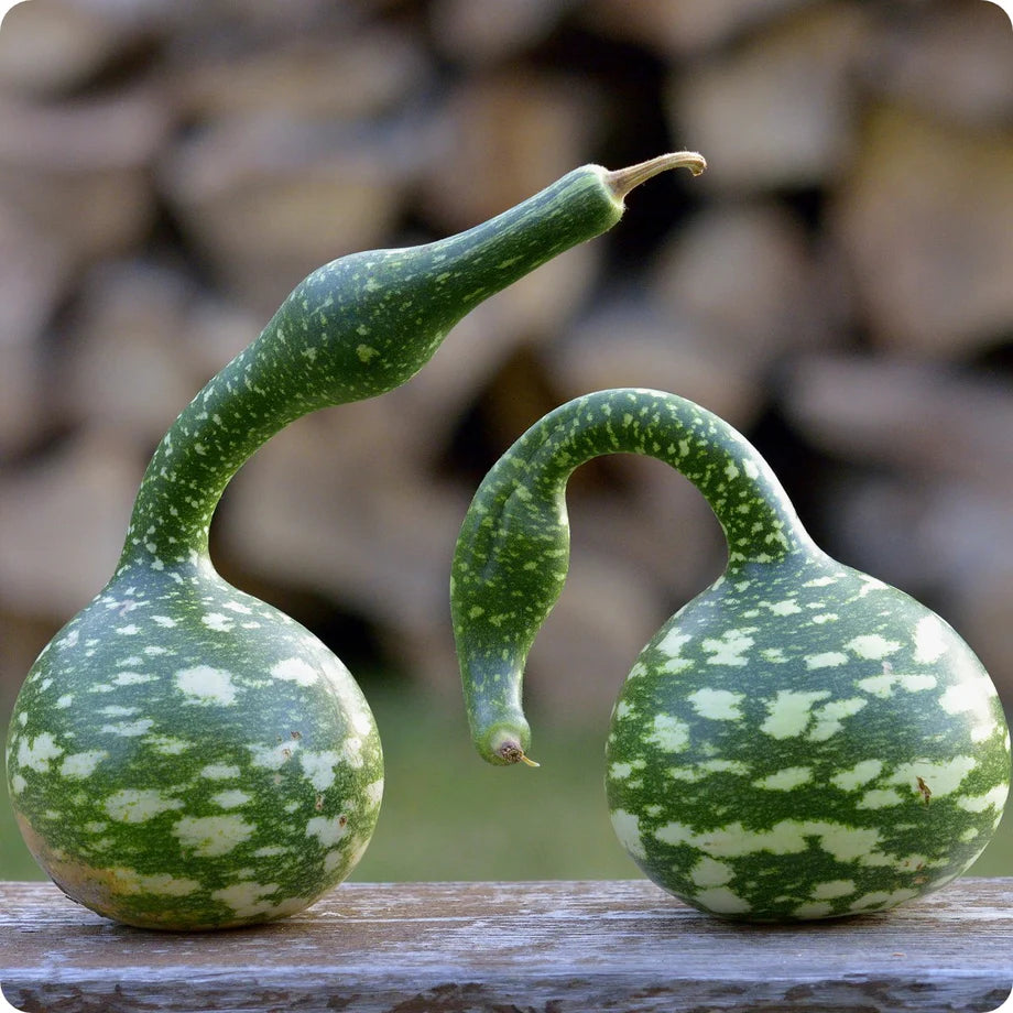 Speckled Swan Vegetable Seeds for Planting