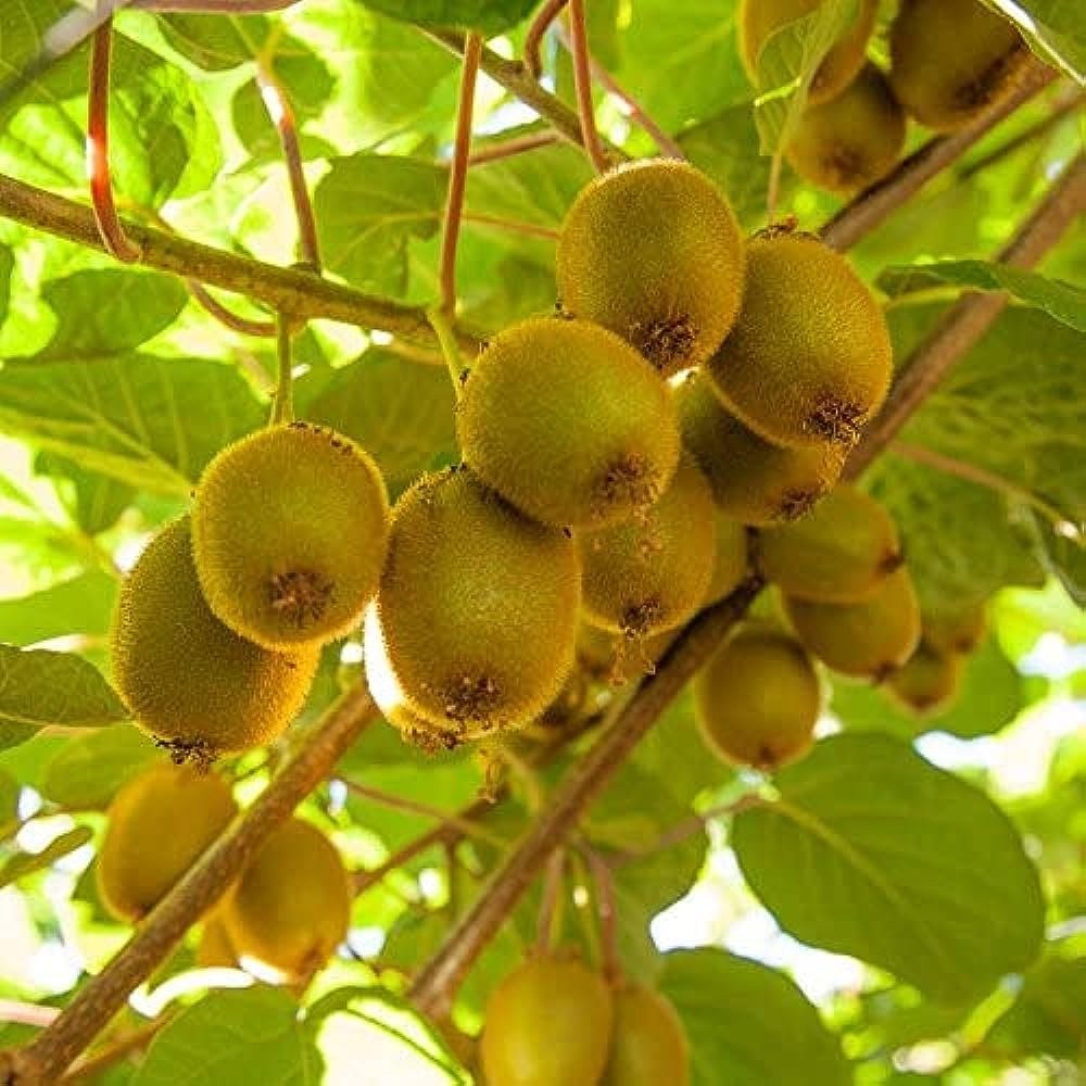 Kiwi fruit plant seeds