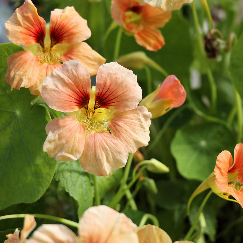 Nasturtium Tip Top Apricot Seeds