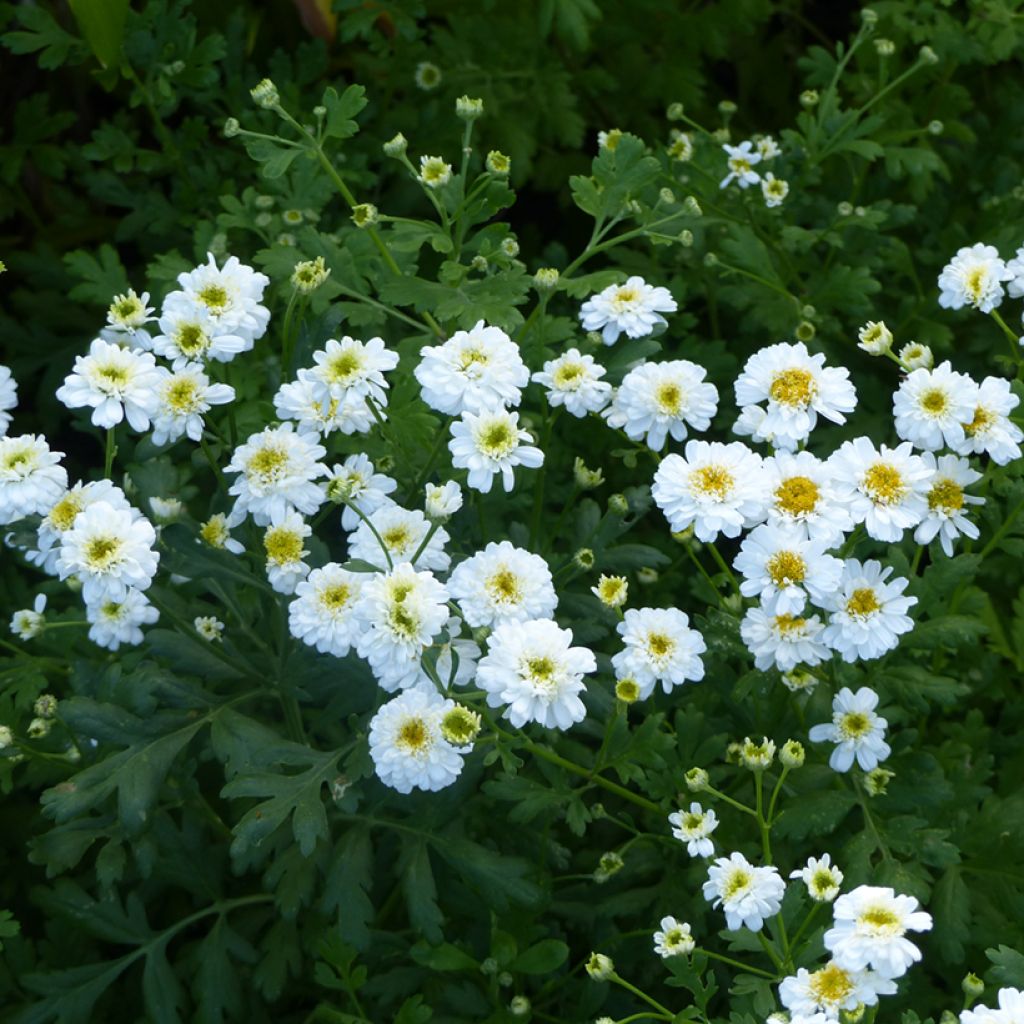 Feverfew Tetra White Wonder Seeds