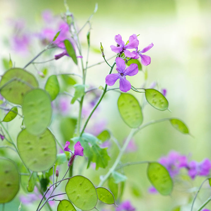 Heirloom Non-GMO Lunaria Money Plant Seeds for Planting – Violet Blooms with Decorative Seed Pods for Gardens