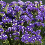 Heirloom (Heirloom scientific name) for planting in garden